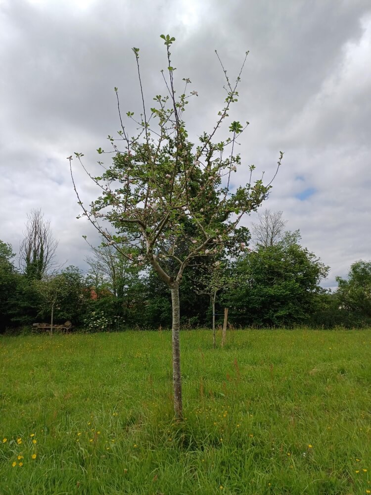 userfiles/produit/5448/arbre_var_28_belle fille de la manche.jpg